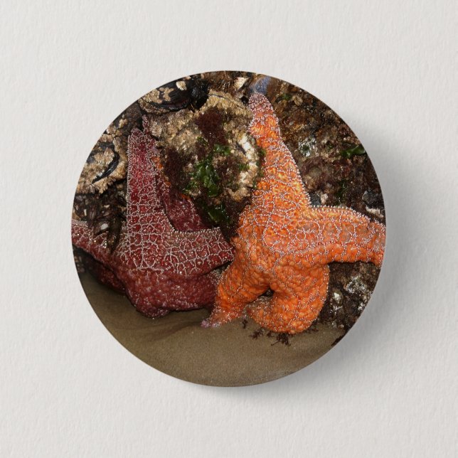 Colour Photo 3 Starfish/Sea Star Photo in Oregon 6 Cm Round Badge (Front)