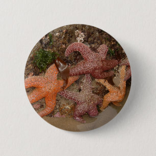 Colour Photo (4) Starfish/Sea Star at Haystack 6 Cm Round Badge