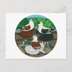 Colour Pigeon Trio Postcard