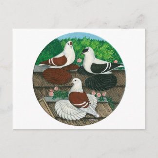 Colour Pigeon Trio Postcard