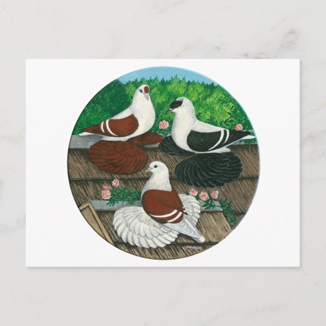 Colour Pigeon Trio Postcard (Front)