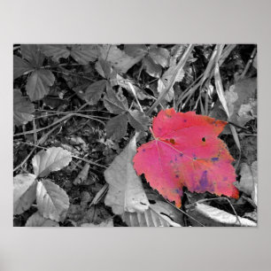 Colour Pop Red Leaf Poster