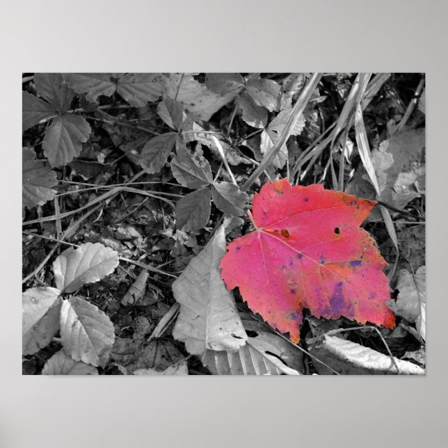 Colour Pop Red Leaf Poster (Front)