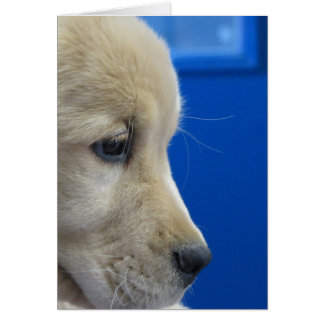 Colour Pup Profile