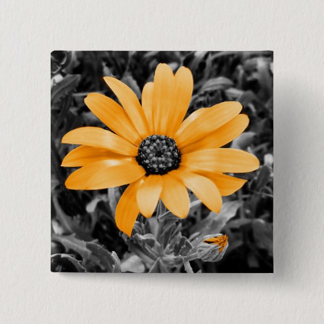 Colour Splash Spring Flash African Daisy 15 Cm Square Badge (Front)