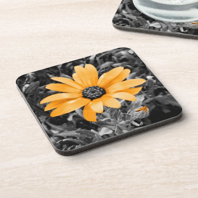 Colour Splash Spring Flash African Daisy Photograp Coaster (Left Side)