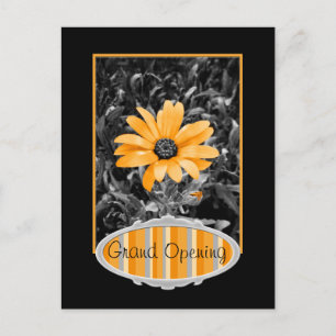Colour Splash Spring Flash African Daisy Photograp Postcard