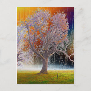 Colour Tree Postcard