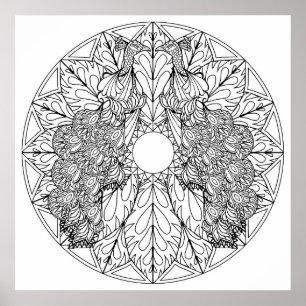 Colour Your Own Peacocks Mandala Colouring Poster