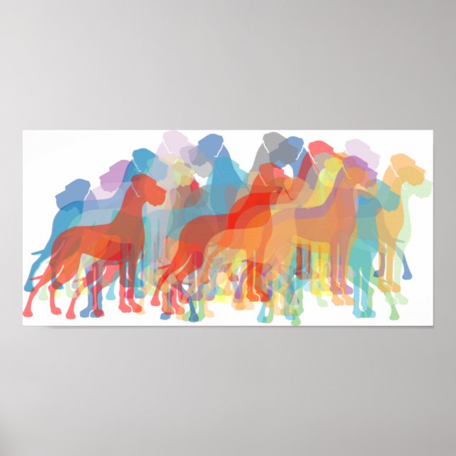 Coloured Danes Poster (Front)