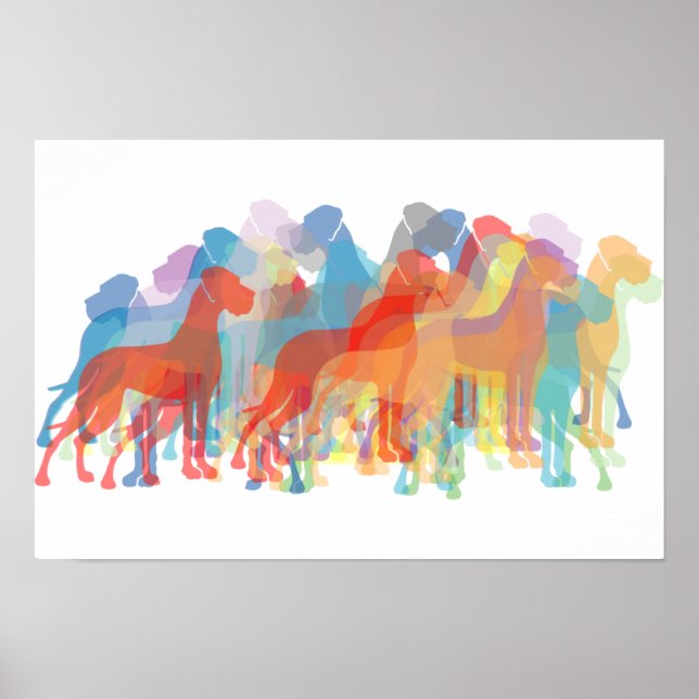 Coloured Danes Poster (Front)