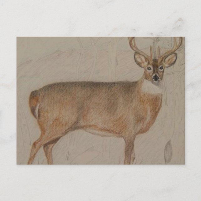 Coloured Deer Postcard (Front)