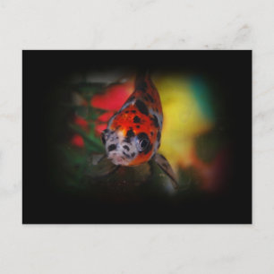 Coloured Goldfish Postcard