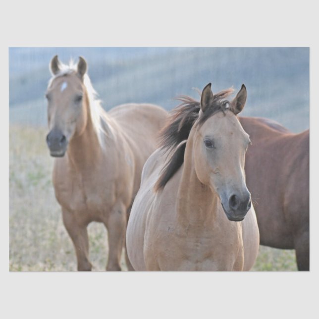 Coloured Horses Tissue Paper (Front)