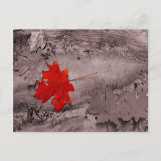 Coloured Leaf on Black and White Postcard