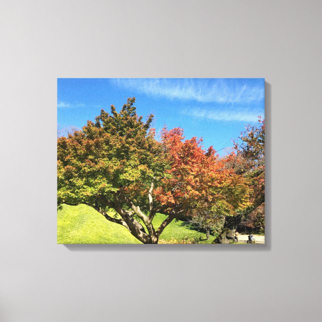 Coloured Maple Tree in Autumn Canvas Print (Front)
