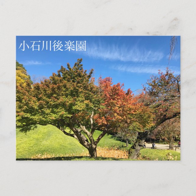 Coloured Maple Tree in Autumn Postcard (Front)