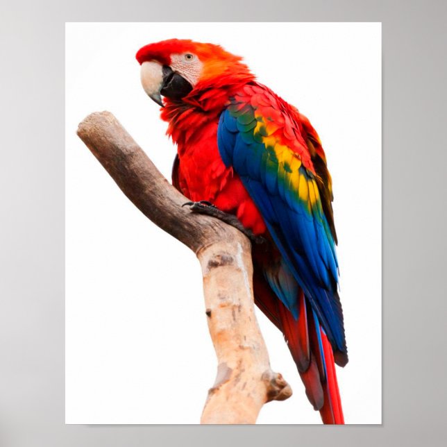 Coloured Parrot Poster (Front)