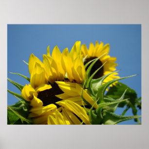 Colourful art prints Bright Yellow Sunflowers Sky