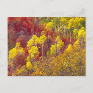Colourful aspens in Logan Canyon Utah in the 2 Postcard