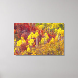 Colourful aspens in Logan Canyon Utah in the Canvas Print
