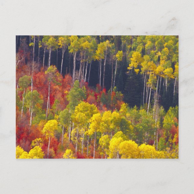 Colourful aspens in Logan Canyon Utah in the Postcard (Front)