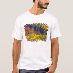Colourful aspens in Logan Canyon Utah in the T-Shirt