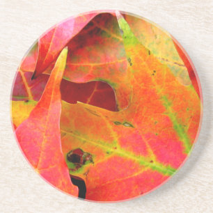 Colourful Autumn Leaves Close-up Coaster