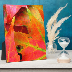 Colourful Autumn Leaves CloseUp Plaque