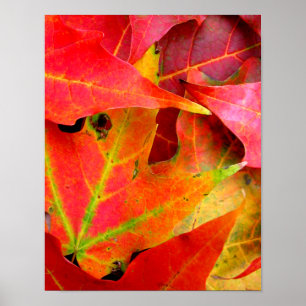 Colourful Autumn Leaves CloseUp Poster