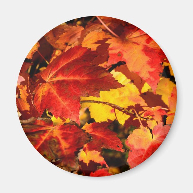 Colourful Autumn Leaves Magnet (Front)