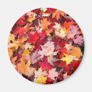 Colourful Autumn Leaves Magnet