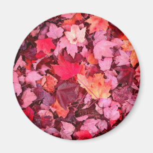Colourful Autumn Leaves Magnet
