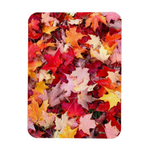 Colourful Autumn Leaves Magnet