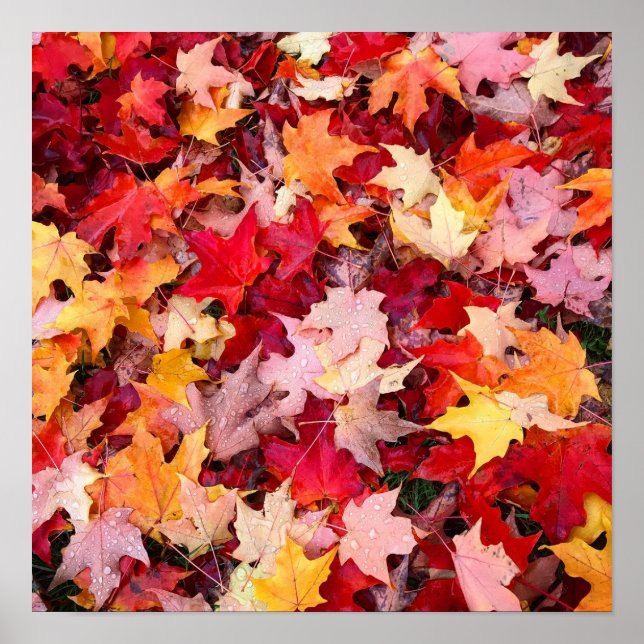 Colourful Autumn Leaves Poster (Front)