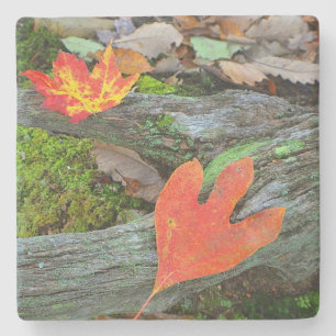 Colourful Autumn Leaves Stone Coaster