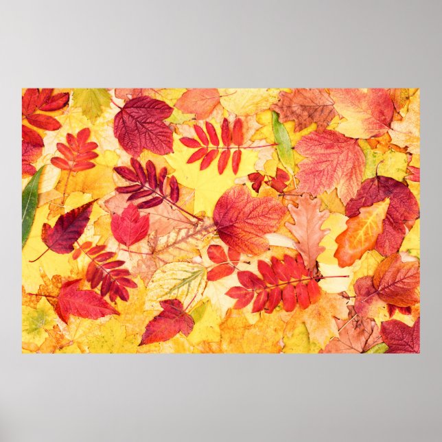 Colourful autumn leaves. Tree fallen leaf pattern. Poster (Front)