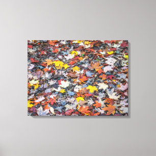 Colourful autumn leaves view canvas print