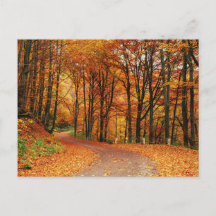 Colourful Autumn Path Postcard