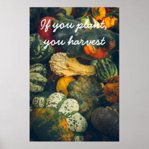 Colourful autumn squash and pumpkins Poster