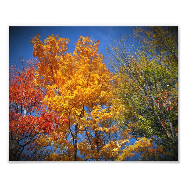 Colourful Autumn Trees Photo Print (Front)