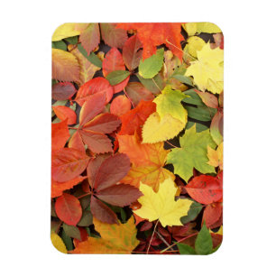 Colourful Background Of Fallen Autumn Leaves Magnet