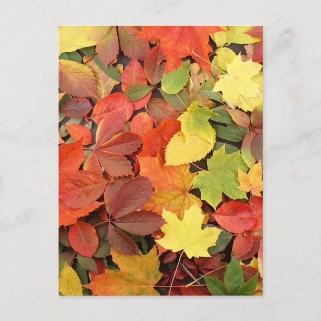 Colourful Background Of Fallen Autumn Leaves Postcard (Front)