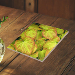 Colourful Barrenwort Plant Leaves Floral Tile
