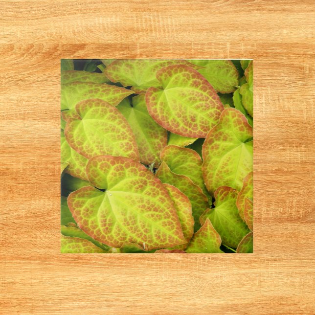Colourful Barrenwort Plant Leaves Floral Tile (In Situ)
