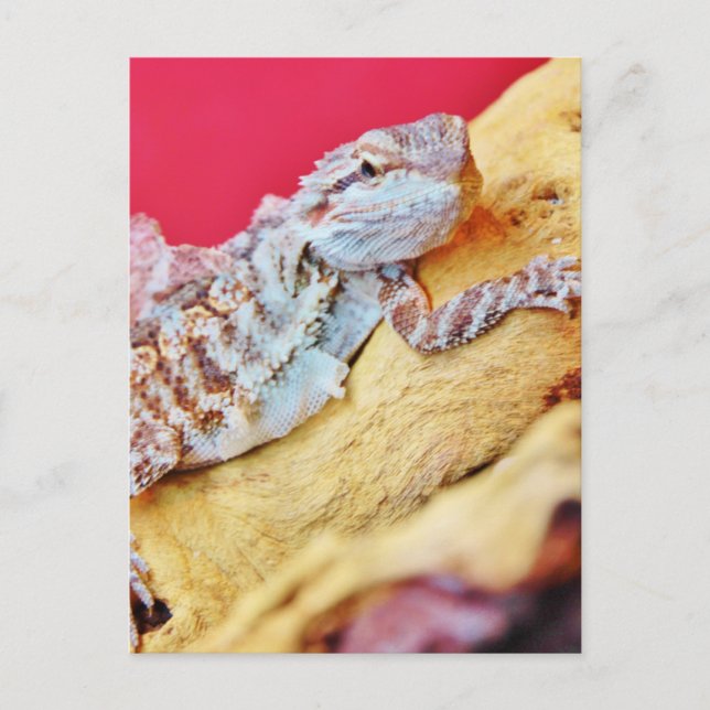 Colourful Bearded Dragon Postcard (Front)