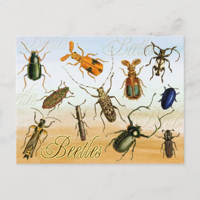 Colourful Beetles Postcard (Front)
