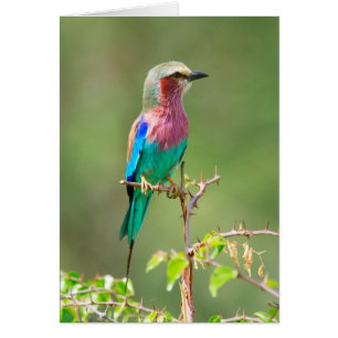 Colourful bird