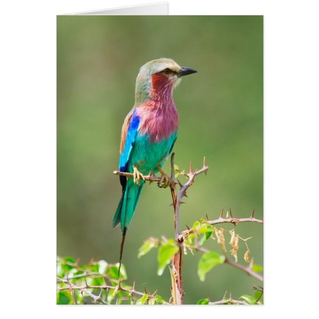 Colourful bird (Front)