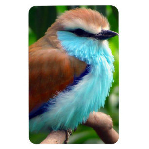 Colourful Bird Magnet